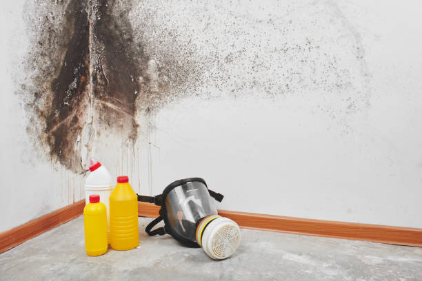 Why You Should Choose Our Mold Remediation Services in Brightwood, VA